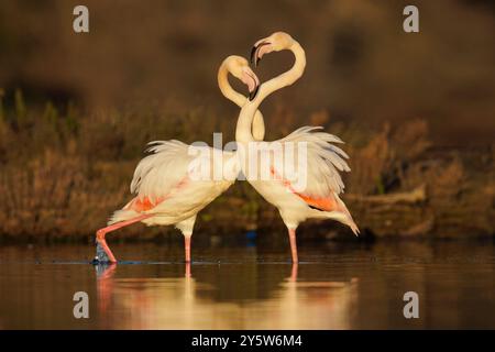 Greater Flamingo (Phoenicopterus roseus), zwei Erwachsene zeigen, Latium, Italien Stockfoto