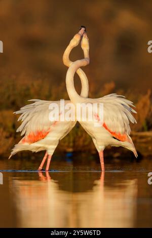 Greater Flamingo (Phoenicopterus roseus), zwei Erwachsene zeigen, Latium, Italien Stockfoto