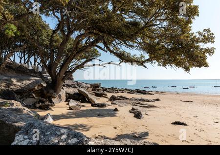 Die Pointe Saint-Pierre auf der Insel Noirmoutier (Vendée - Frankreich) Stockfoto