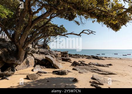 Die Pointe Saint-Pierre auf der Insel Noirmoutier (Vendée - Frankreich) Stockfoto