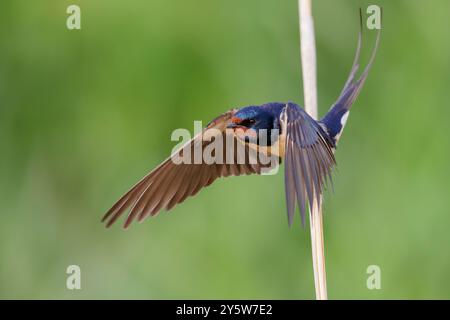 Scheunenschwalbe (Hirundo rustica), erwachsener Mann im Flug, Kampanien, Italien Stockfoto