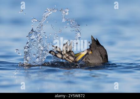 Eurasischer Coot (Fulica atra), Tauchen im Wasser für Erwachsene, Latium, Italien Stockfoto