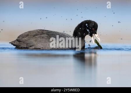 Eurasischer Coot (Fulica atra), Seitenansicht eines Erwachsenen, der Wasserpflanzen ernährt, Latium, Italien Stockfoto