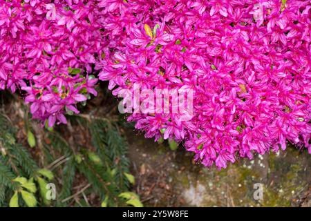 Rhododendron Hatsugiri blüht im Frühjahr, blühende immergrüne Pflanze in der Familie Ericaceae. Stockfoto