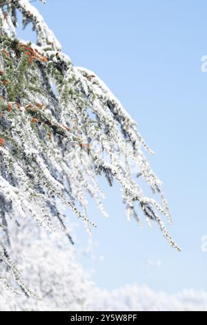 Schneebedeckte Bäume. Winterwald. Stockfoto