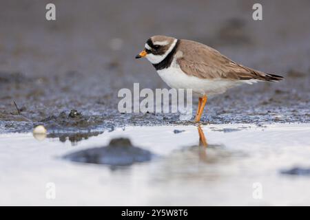 Gemeiner Ringpflüger (Charadius hiaticula psammodromus), Seitenansicht eines Erwachsenen, der auf dem Boden steht, Western Region, Island Stockfoto