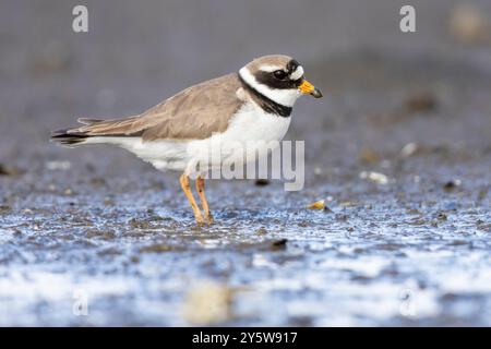 Gemeiner Ringpflüger (Charadius hiaticula psammodromus), Seitenansicht eines Erwachsenen, der auf dem Boden steht, Western Region, Island Stockfoto