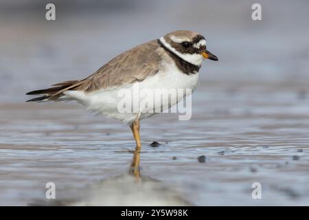 Gemeiner Ringpflüger (Charadius hiaticula psammodromus), Seitenansicht eines Erwachsenen, der auf dem Boden steht, Western Region, Island Stockfoto