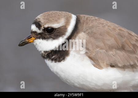 Gemeiner Ringpflauer (Charadius hiaticula psammodromus), Nahaufnahme eines Erwachsenen, westliche Region, Island Stockfoto