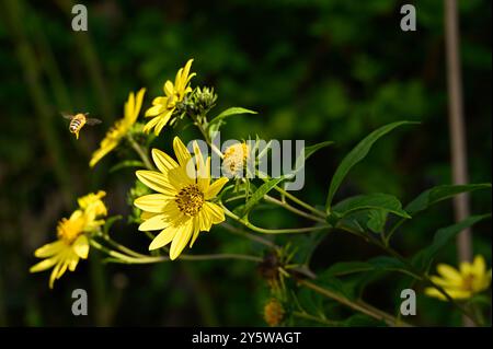 Biene im Anflug auf eine Topinambur Bluete in einem herbstlichen Garten Themenfoto vom 21.09.2024. Der Herbst ist die Zeit des Sterbens von wegen. Im Garten bluehen die Eastern, reifen Aepfel und Weintrauben. Dichter denken schon an den Fruehling, Gaertner spucken in die Haende. Siehe epd-Feature vom 23.09.2024 NUR REDAKTIONELLE VERWENDUNG *** Biene nähert sich einer Jerusalemer Artischockenblüte im herbstlichen Garten Spielfoto vom 21 09 2024 Herbst ist die Todeszeit nicht so im Garten, Astern blühen, Äpfel und Trauben sind reif Dichter denken schon an den Frühling, Gärtner spucken in den Garten Stockfoto