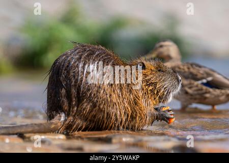 Myocastor coypus oder Nutria oder Sumpfratte isst Karotten im Wasser. Invasives Nagetier in der Moldau in Prag. Tschechische republik. Stockfoto