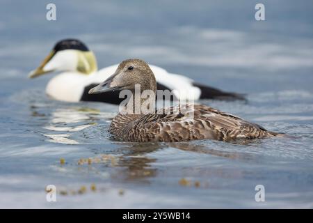 Gemeiner Eider (Somateria mollissima), Seitenansicht eines Paares, das im Wasser schwimmt, Western Region, Island Stockfoto