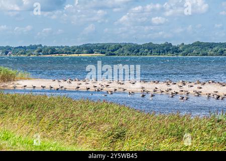 Schelenten und andere Wasservögel in einem Naturschutzgebiet an der Ostsee. Halbinsel Holnis an der Ostsee in Deutschland, Europa. Stockfoto