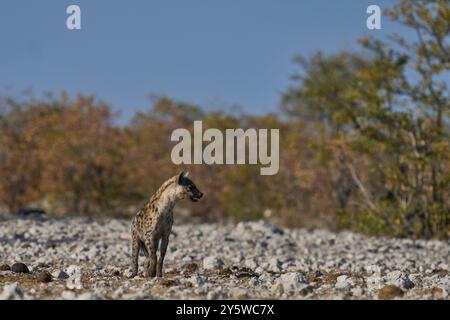 Gefleckte Hyaena (Crocuta crocuta) nähert sich einem Wasserloch entlang eines Wildwegs im Etosha Nationalpark, Namibia Stockfoto