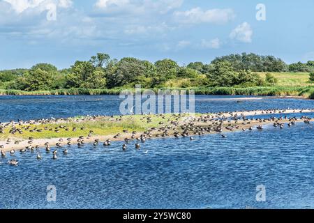 Schelenten und andere Wasservögel in einem Naturschutzgebiet an der Ostsee. Halbinsel Holnis an der Ostsee in Deutschland, Europa. Stockfoto