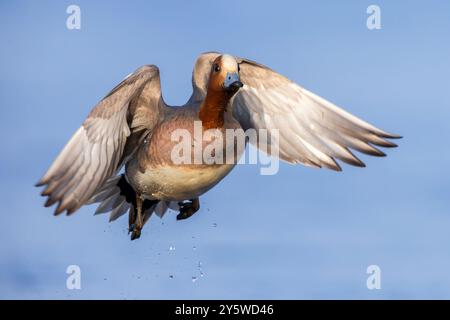 Eurasian Wigeon (Mareca penelope), Vorderansicht eines erwachsenen Mannes im Flug Nordostregion, Island Stockfoto