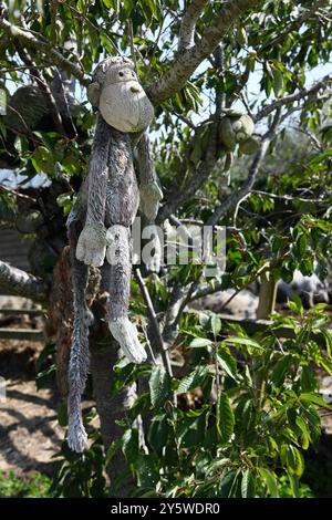Affe im Baum Stockfoto