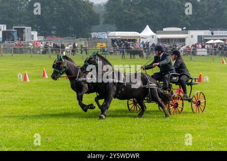 Rennrennen in der Arena bei der Newbury Show, Berkshire, England, Großbritannien, im September 2024 Stockfoto