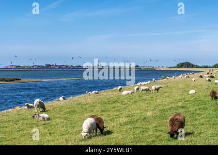 Schafe auf einem Deich auf der deutschen ostseeinsel Fehmarn. Im Hintergrund viele Kitesurfer und Windsurfer. Stockfoto