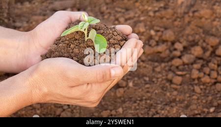 Ein Mann hält eine kleine Pflanze in der Hand. Die Pflanze liegt in den Händen und ist von Erde umgeben. Das Konzept der Umweltprobleme, das Konzept der e Stockfoto