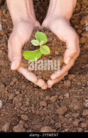 Ein Mann hält eine kleine Pflanze in der Hand. Die Pflanze liegt in den Händen und ist von Erde umgeben. Das Konzept der Umweltprobleme, das Konzept der e Stockfoto