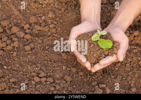 Ein Mann hält eine kleine Pflanze in der Hand. Die Pflanze liegt in den Händen und ist von Erde umgeben. Das Konzept der Umweltprobleme, das Konzept der e Stockfoto