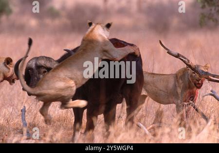 Löwen greifen einen kap-Büffel an, Kenia. Stockfoto