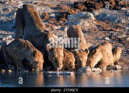 Löwen trinken aus einem Wasserloch. Stockfoto