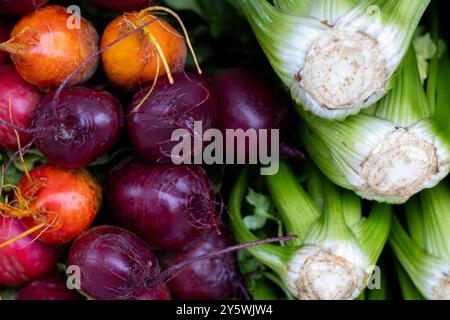 Nahaufnahme farbenfroher Rüben und frischer Selleriestängel Stockfoto