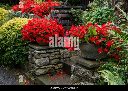 Töpfe mit hellroten Begonien vor einem Ferienhaus in einem englischen Dorf. Stockfoto