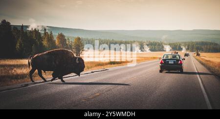 Touristenfotos Bisons, die eine Straße in Yellowstone überqueren Stockfoto