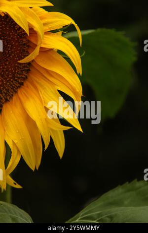 Foto einer Sonnenblume Stockfoto