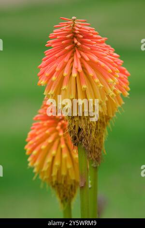 Kniphofia rooperi, Roopers glühender Poker, Tritoma rooperi, Kniphofia longicollis Baker, Klumpenbildung, immergrüne Staude, dicht, breit abgerundete Stockfoto