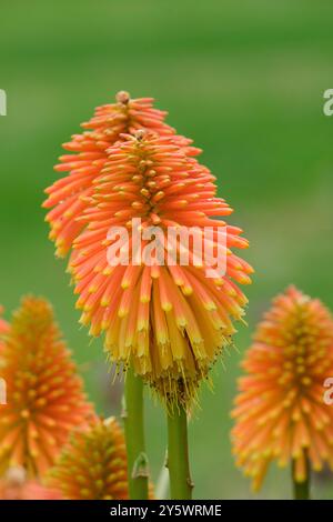 Kniphofia rooperi, Roopers glühender Poker, Tritoma rooperi, Kniphofia longicollis Baker, Klumpenbildung, immergrüne Staude, dicht, breit abgerundete Stockfoto