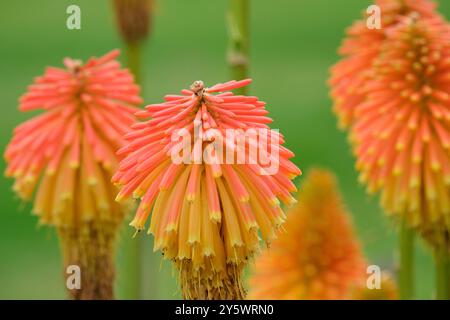 Kniphofia rooperi, Roopers glühender Poker, Tritoma rooperi, Kniphofia longicollis Baker, Klumpenbildung, immergrüne Staude, dicht, breit abgerundete Stockfoto