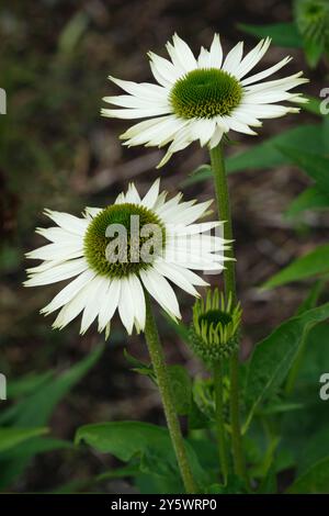 Echinacea purpurea Virginia, Echinacea Virgin, Purple Coneflower Virgin, kompakt, mehrjährig, Blumen mit horizontalen, weißen Röschen, die A umgeben Stockfoto