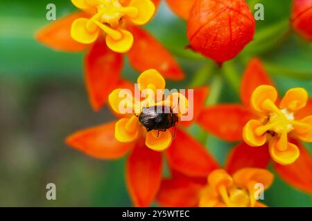 Nahaufnahme eines kleinen schwarzen Käfers auf leuchtend orange und gelbe Blüten Stockfoto