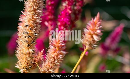 Einige Celosiepflanzen in der Saatgutproduktionsphase. Celosia-Blüten. Stockfoto