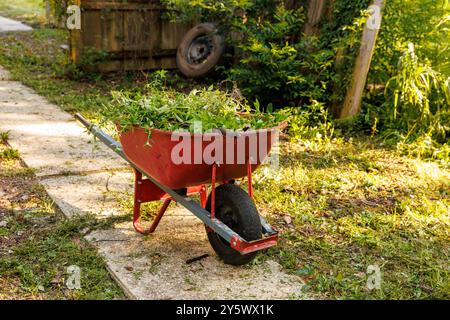 Rote Schubkarre gefüllt mit gezogenem Unkraut auf einem Gartenweg mit frisch geschnittenem Gras und Bäumen in Florida, USA Stockfoto