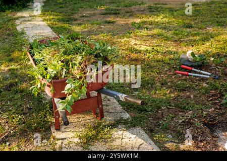 Schubkarre gefüllt mit frisch getrimmtem Grünabfall auf einem Gartenweg mit Gartengeräten in der Nähe, Florida, USA Stockfoto