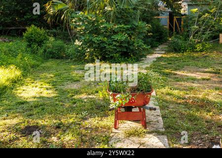 Eine rote Schubkarre voller Pflanzen befindet sich inmitten eines sonnigen Gartenweges, umgeben von üppigem Grün, Florida, USA Stockfoto