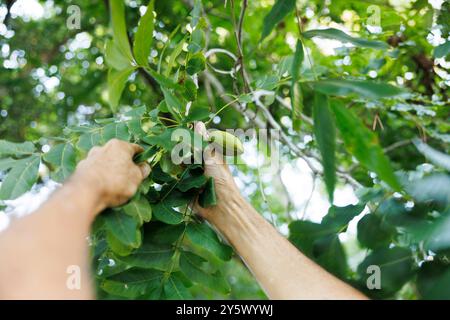 Hände mit grünen Pekannüssen von einem Pekannussbaum an einem sonnigen Tag, Florida, USA Stockfoto