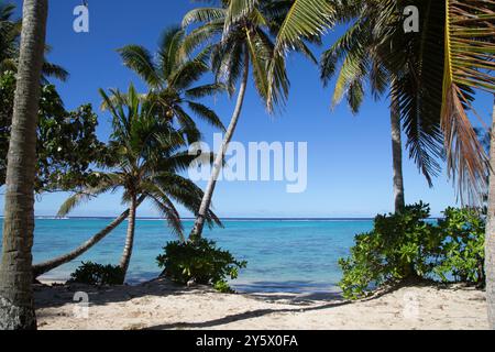 Sonniger tropischer Strand mit klarem blauem Himmel, türkisfarbenem Meereswasser und üppigen Palmen, Titikaveka, Rarotonga, Cook Islands Stockfoto