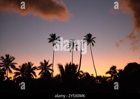 Silhouetten von Palmen vor einem lebendigen Sonnenuntergangshimmel, Titikaveka, Rarotonga, Cook Islands Stockfoto