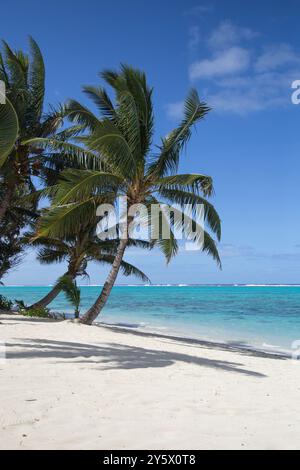 Palmen werfen Schatten an einem unberührten weißen Sandstrand mit klarem türkisfarbenem Wasser unter blauem Himmel, Titikaveka, Rarotonga, Cook Islands Stockfoto