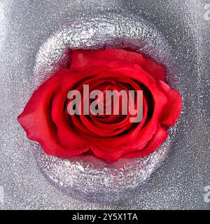 Nahaufnahme einer leuchtenden roten Rose, umgeben von glitzernden, silberfarbenen Lippen. Stockfoto