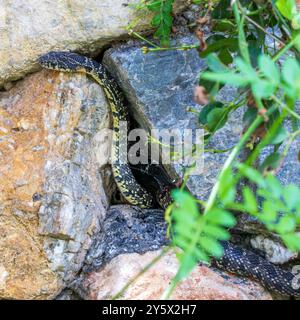 Hemorrhois hippocrepis, Hufeisenpfeifschlange, die aus dem Winterschlaf einer Felswand in Spanien auftaucht Stockfoto