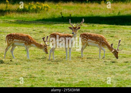 Eine kleine Gruppe von drei Damhirschböcken auf einer Wiese in der morgendlichen Sommersonne. Stockfoto