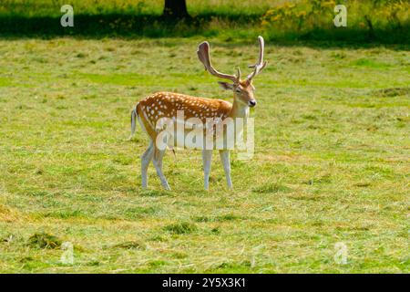 Ein einzelner Damhirsch mit beeindruckenden Geweihen auf einer Wiese in der morgendlichen Sommersonne. Stockfoto