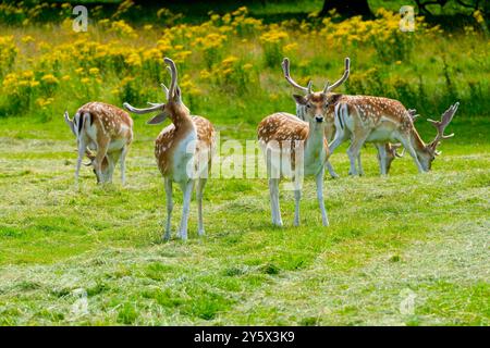 Gruppe von Damhirschböcken, die auf einer Wiese stehen, einige Weiden, in der morgendlichen Sommersonne. Stockfoto